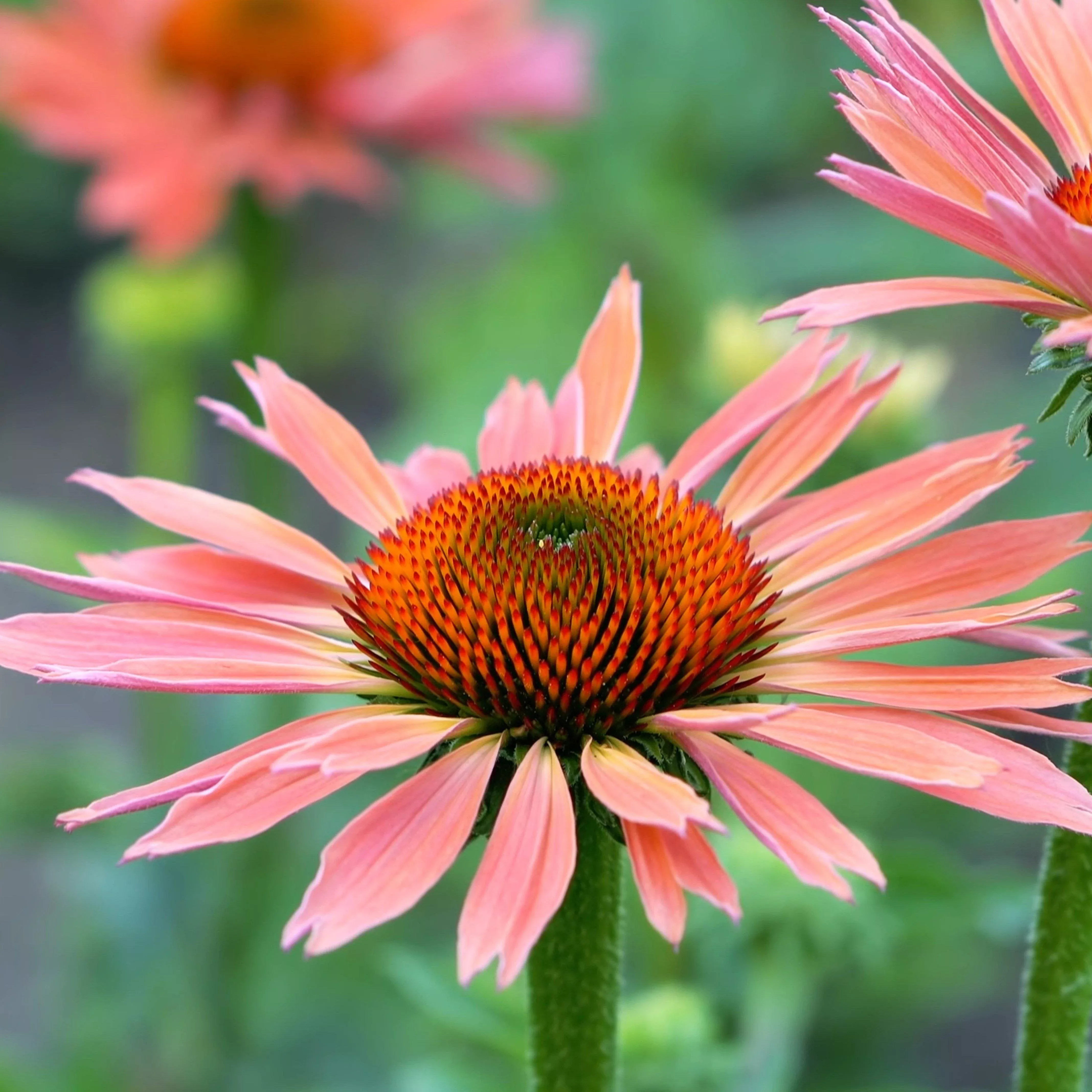 Big Sky™ Summer Sky Echinacea