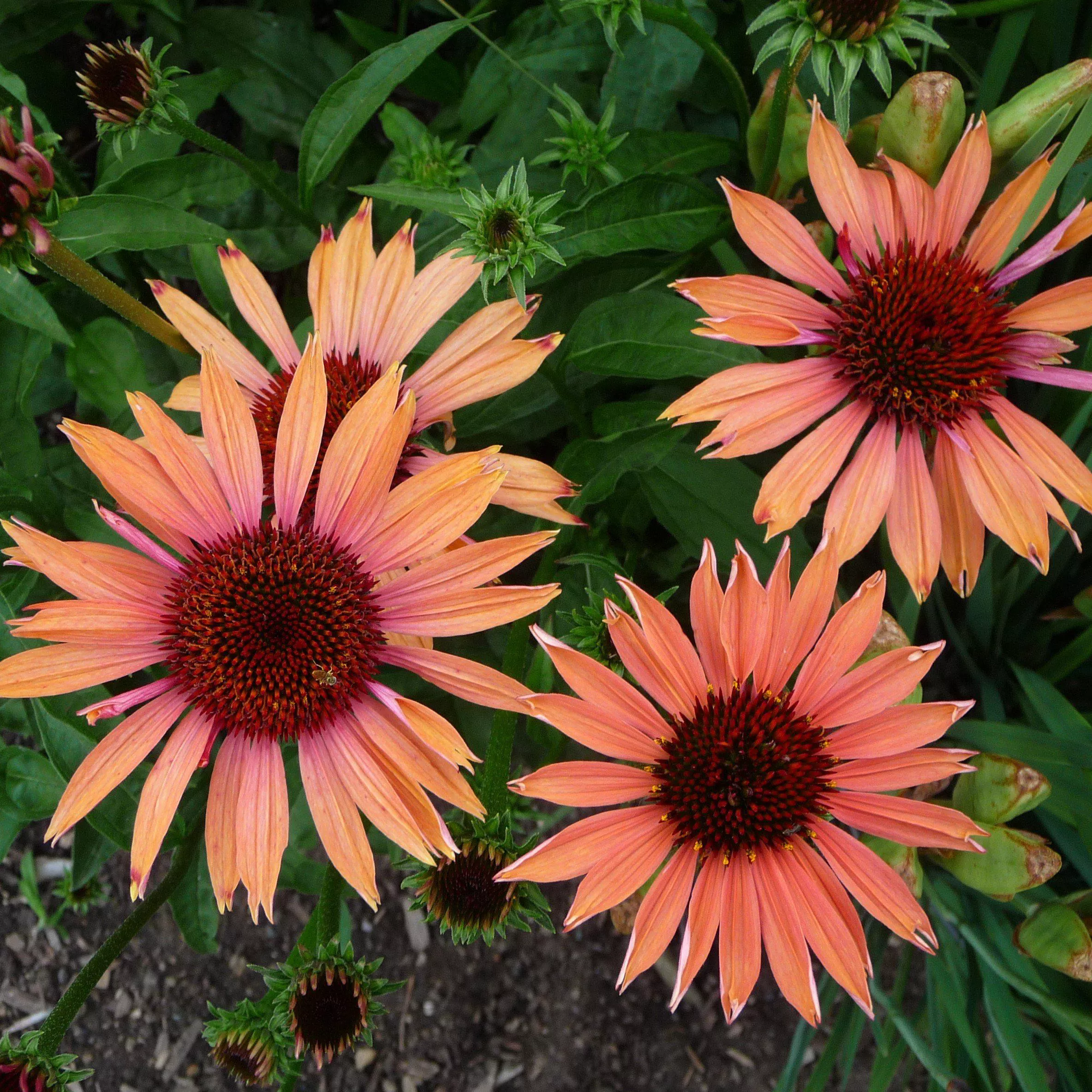Big Sky™ Sundown Echinacea