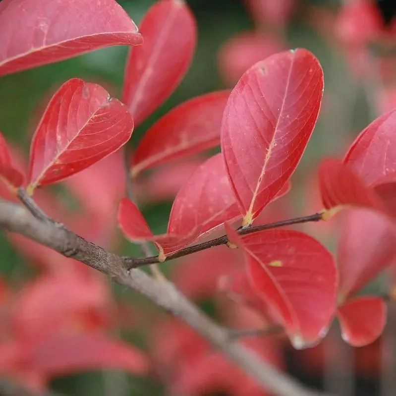 Biloxi Crape Myrtle