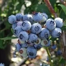 Biloxi Highbush Blueberry