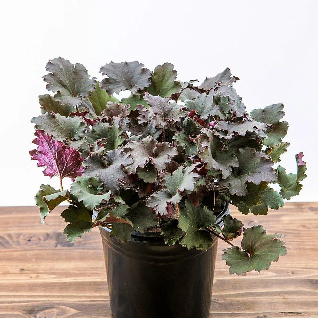 Bincohe Coral Bells, Heuchera