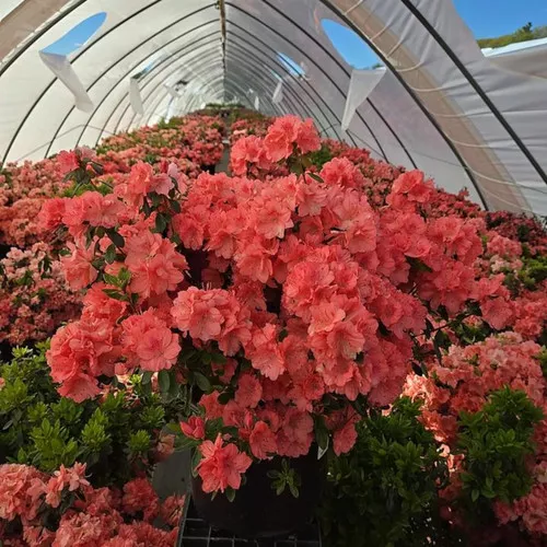 Blaauws Pink Azalea