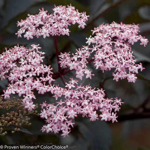 Black Beauty Elderberry