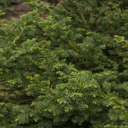 Black Dragon Japanese Cedar