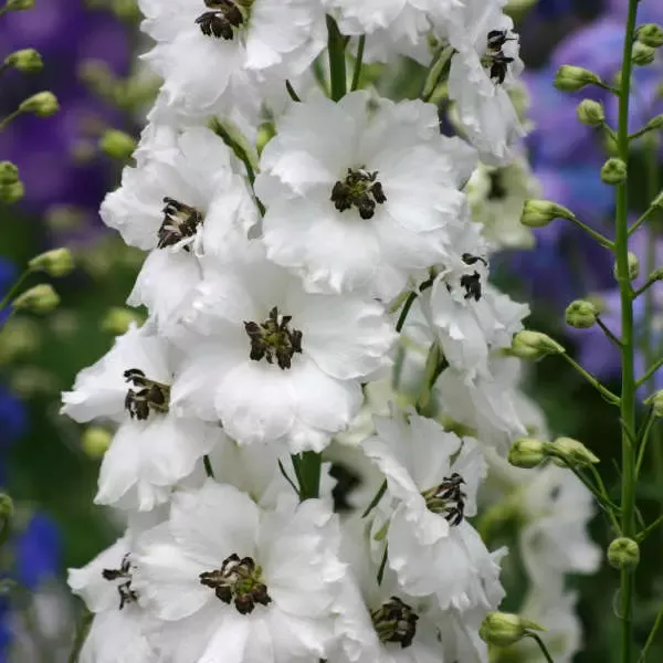 Black Eyed Angels Delphinium