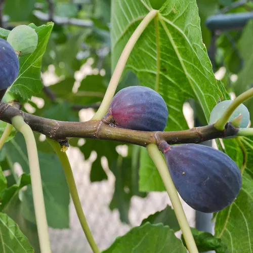 Black Mission Fig