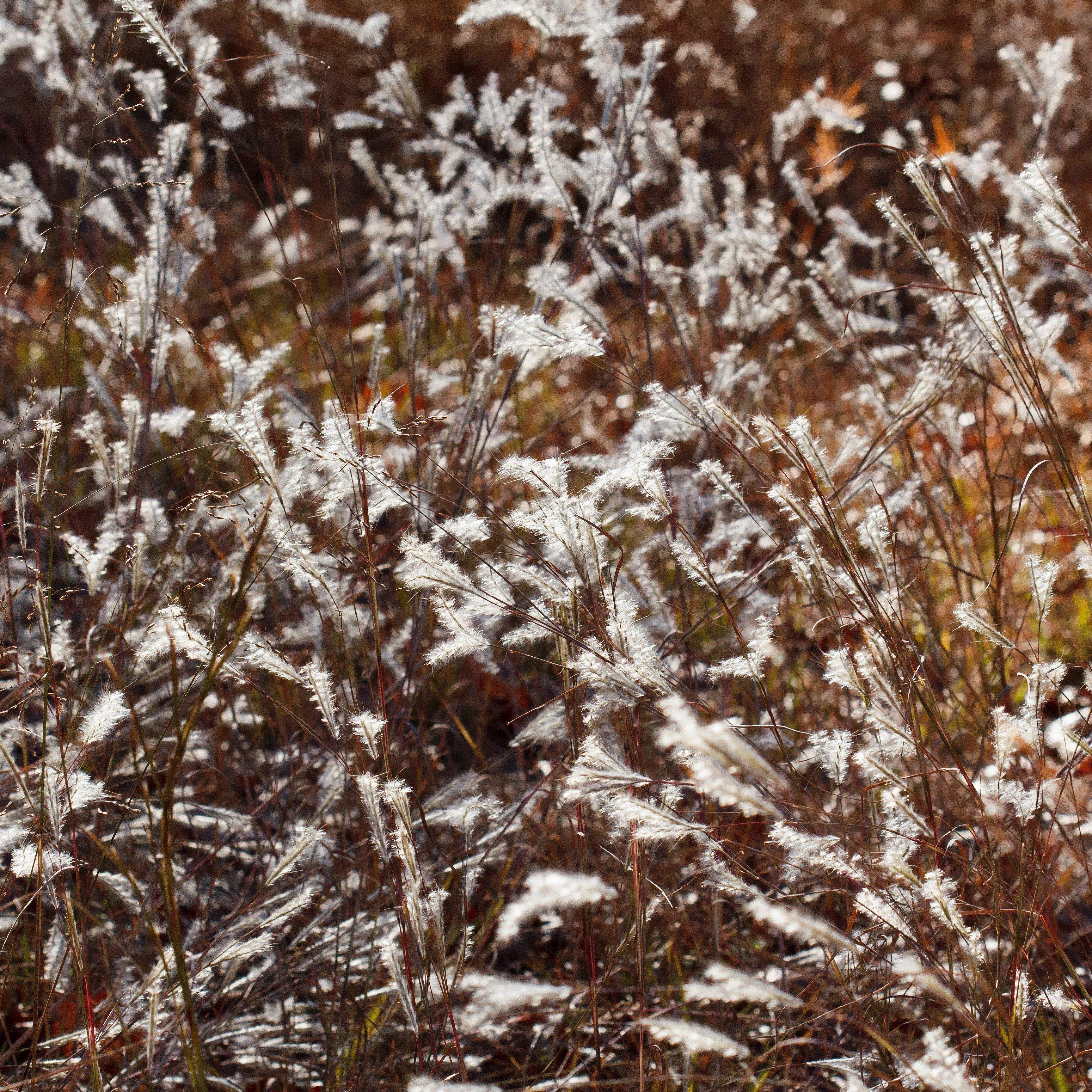 Black Mountain Bluestem