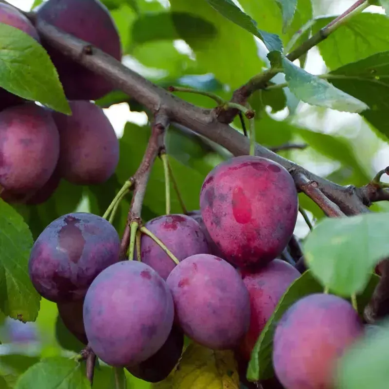 Black Ruby Plum