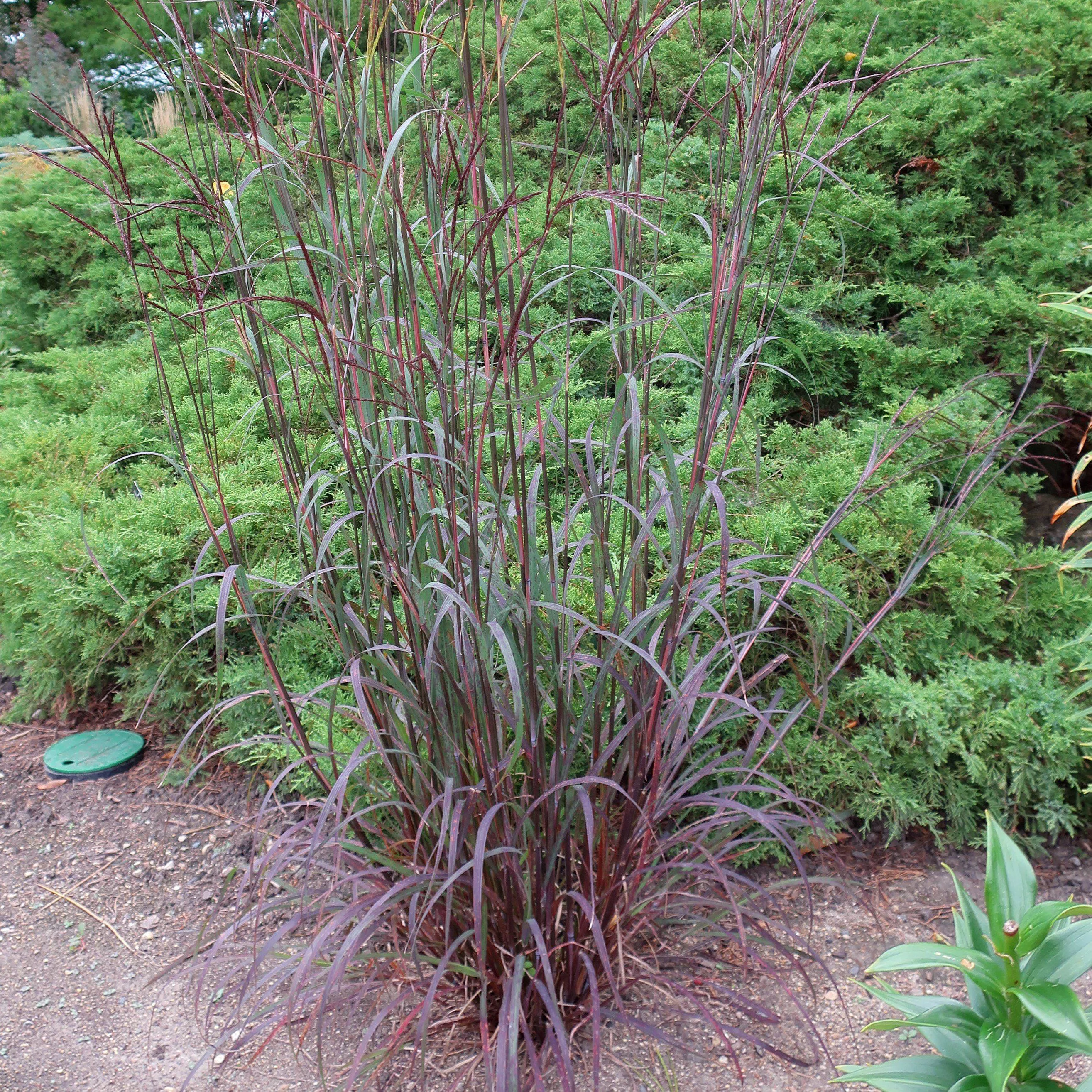 Blackhawks Big Blue Stem