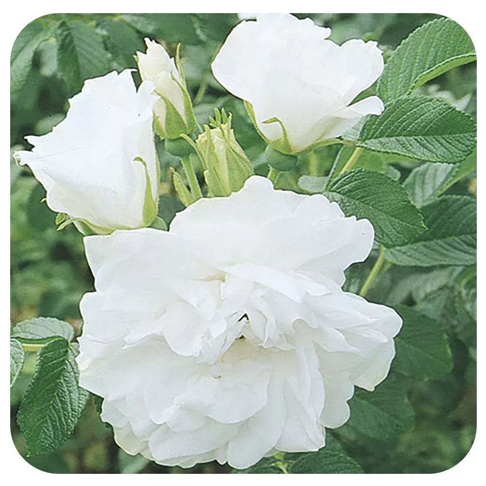 Blanc Double De Coubert by Weeks Roses