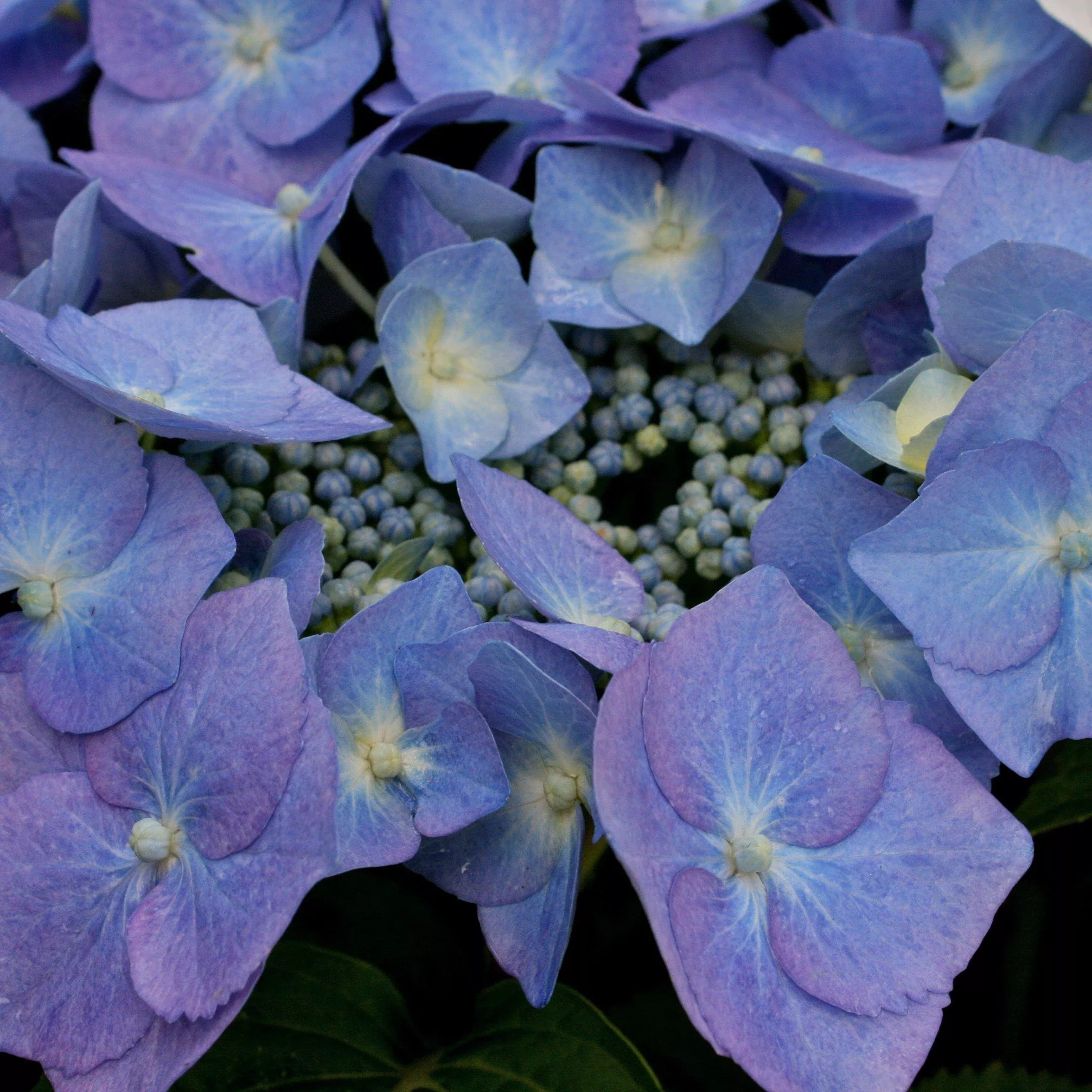 Blaumeise Hydrangea