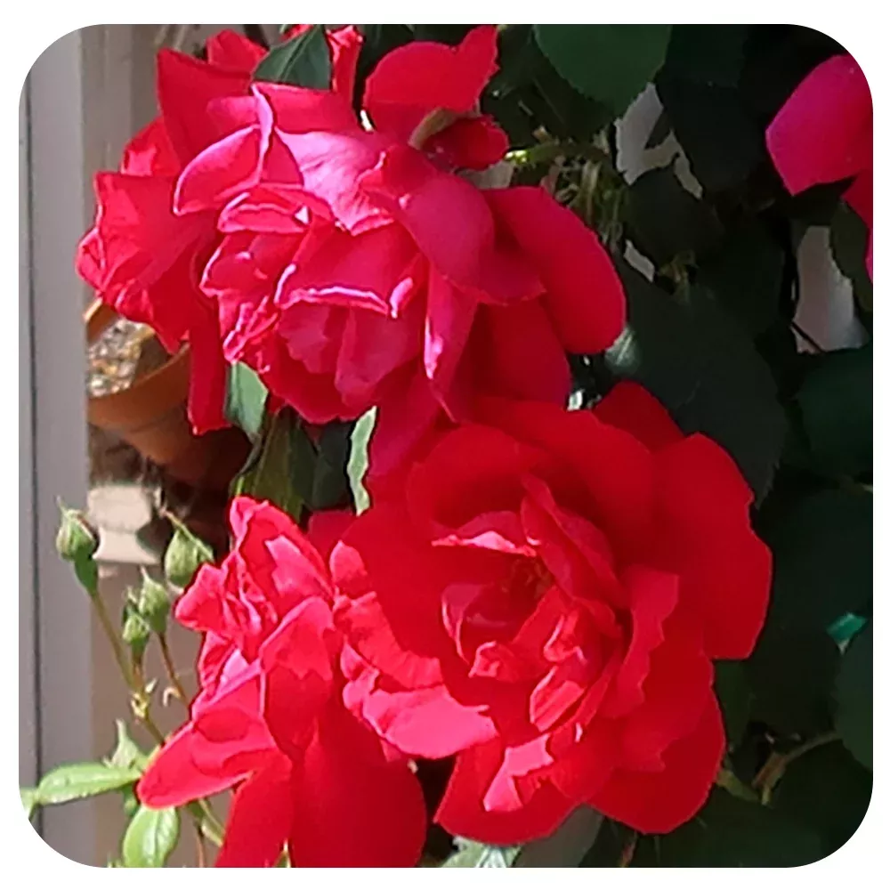 Blaze Improved by Weeks Roses