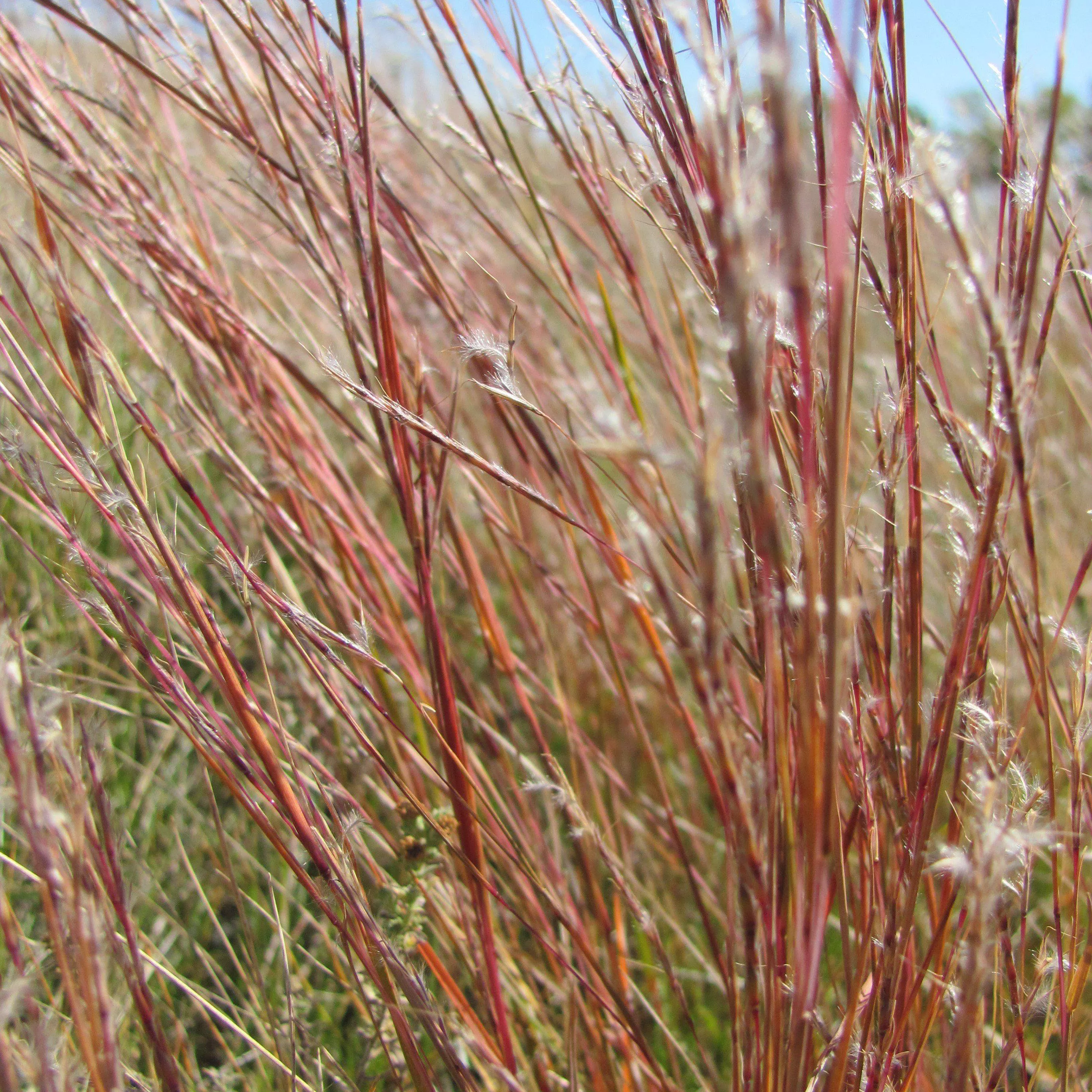 Blaze Little Bluestem