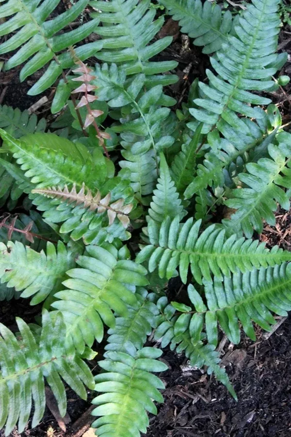 Blechnum appendiculatum