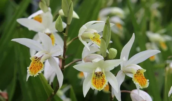 Bletilla ochracea 'Oriental Gold'