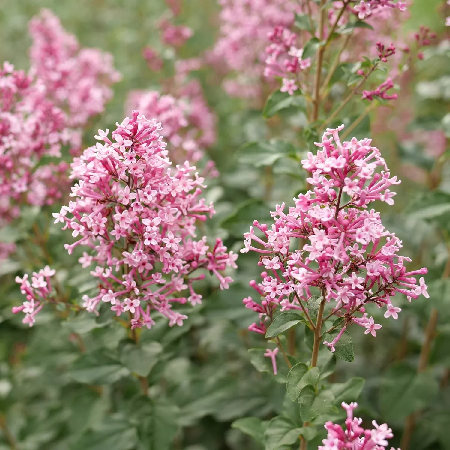 Bloomerang Ballet Lilac (Syringa)