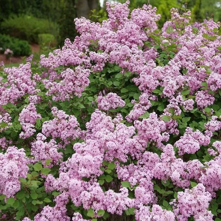 Bloomerang Purpink Lilac