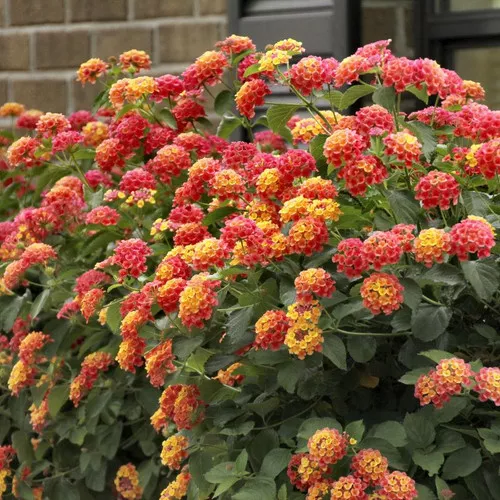 Bloomify™ Mango Lantana
