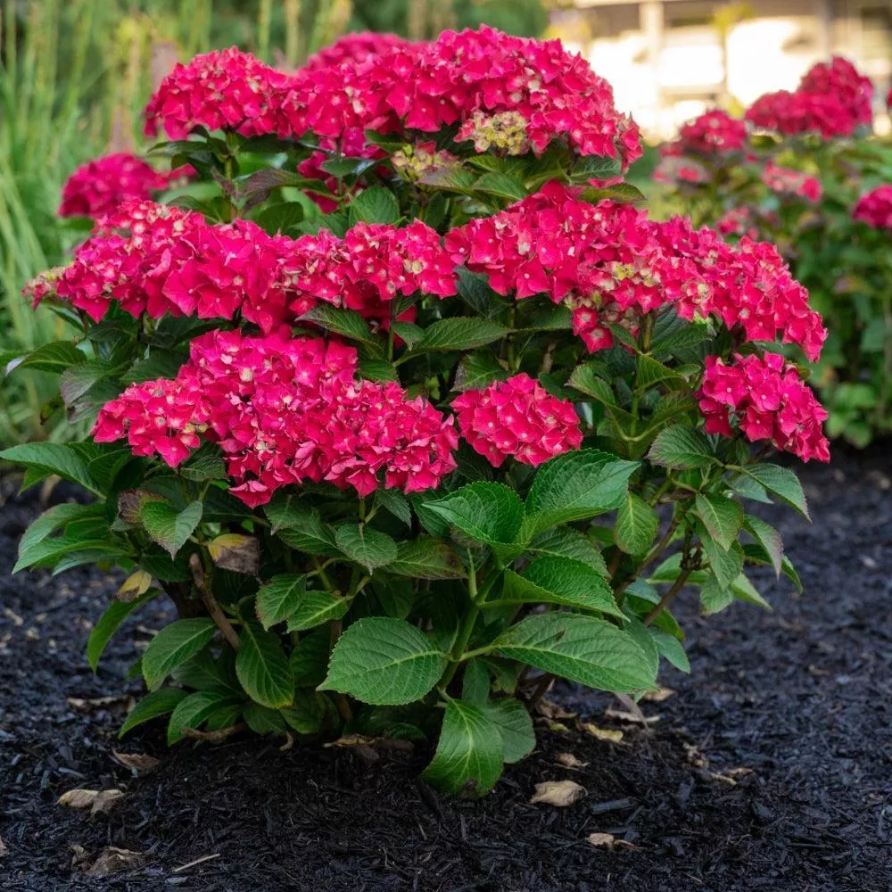 Bloomin' Easy Drama Queen™ Hydrangea