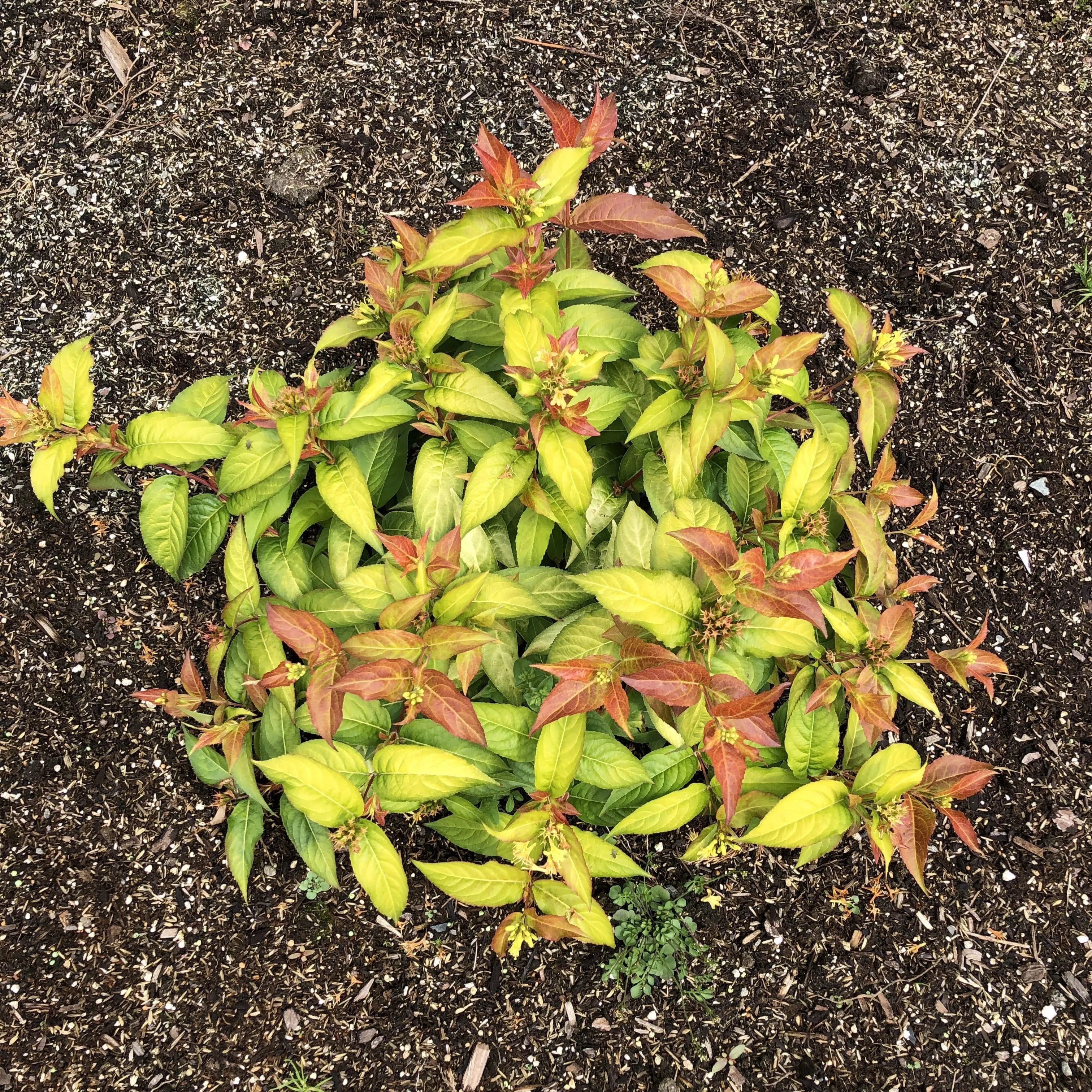 Bloomin' Easy Firefly™ Bush Honeysuckle