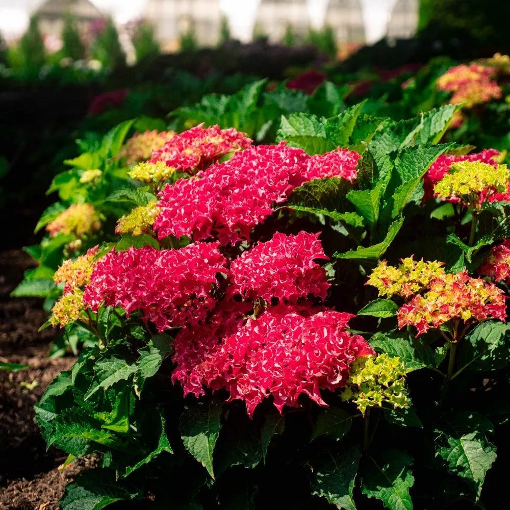 Bloomin' Easy Frill Ride Hydrangea