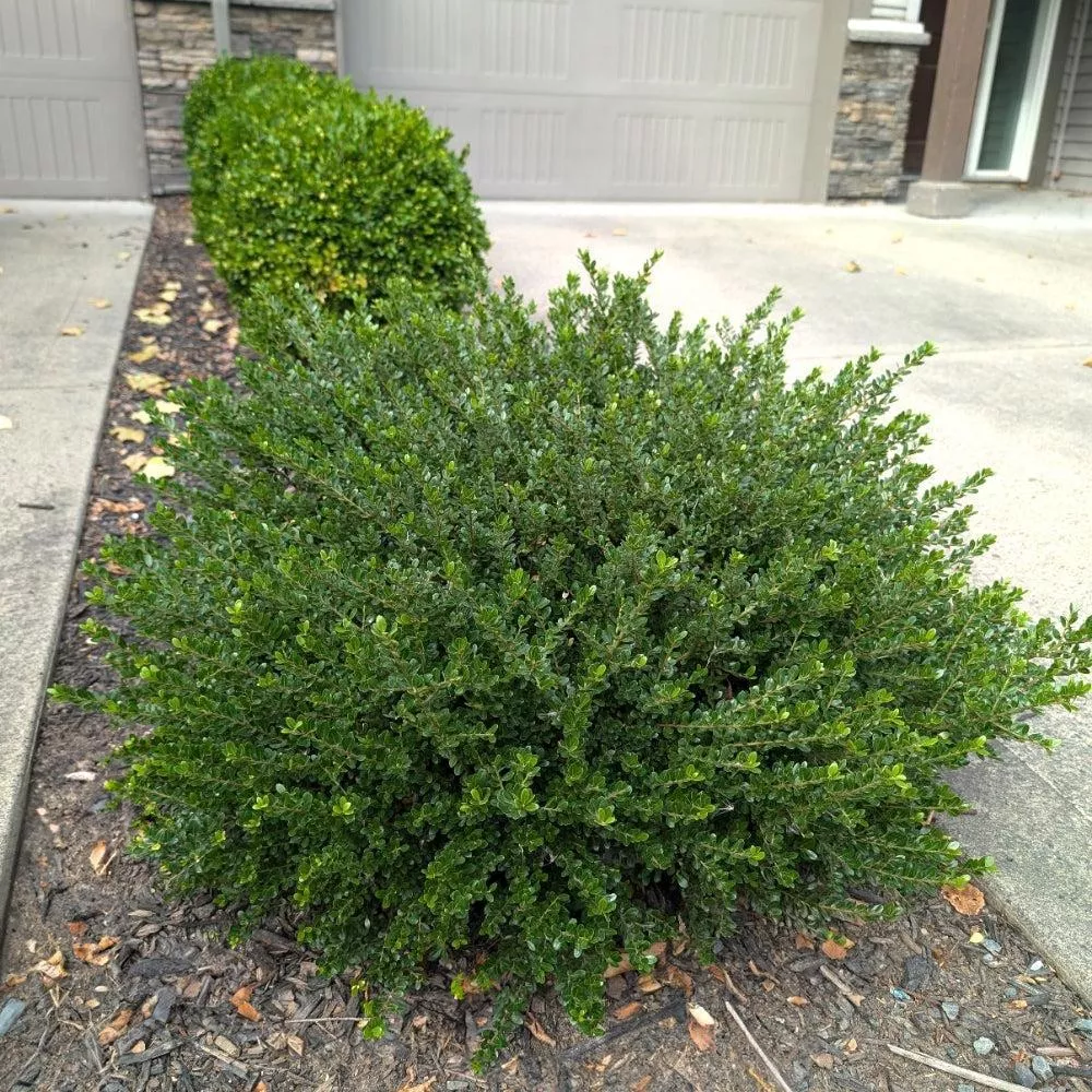 Bloomin' Easy Lucky Marble Japanese Holly