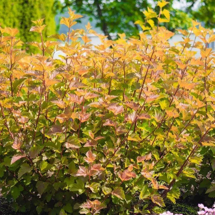 Bloomin' Easy Savannah Sunset™ Ninebark