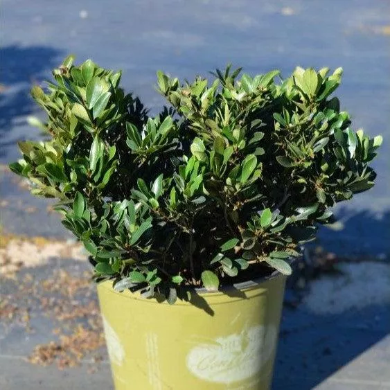 Blue Cascade Evergreen Distylium
