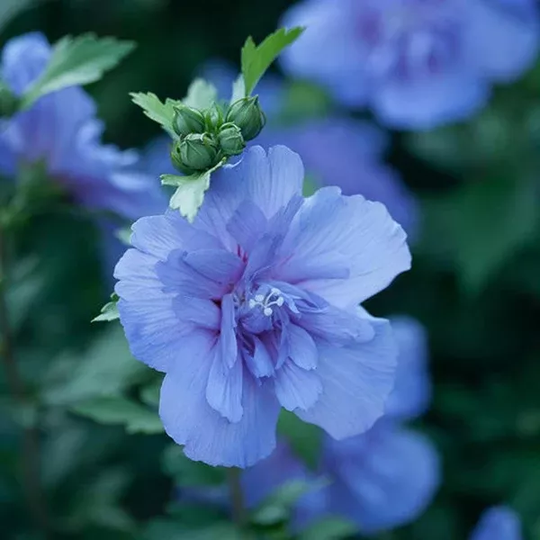 Blue Chiffon Rose Of Sharon Pw # 2 PW Cont
