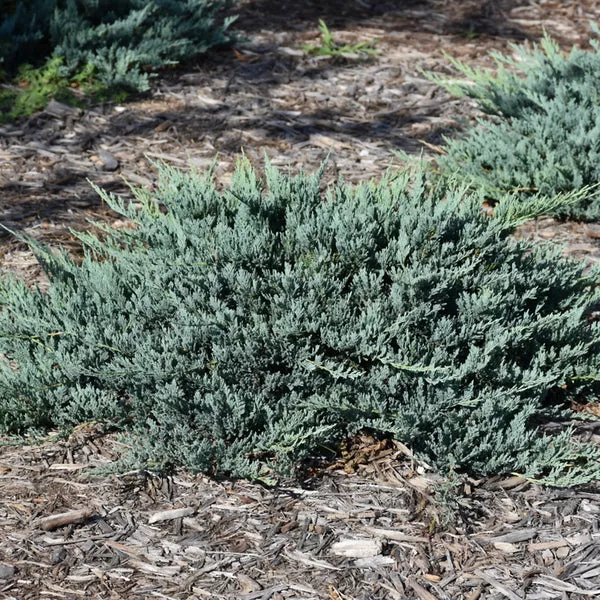 Blue Chip Juniper # 3 Container