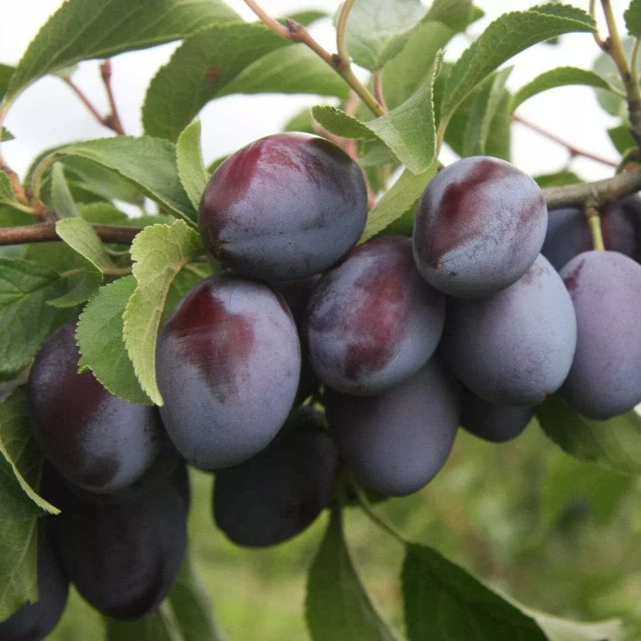Blue Damson Plum
