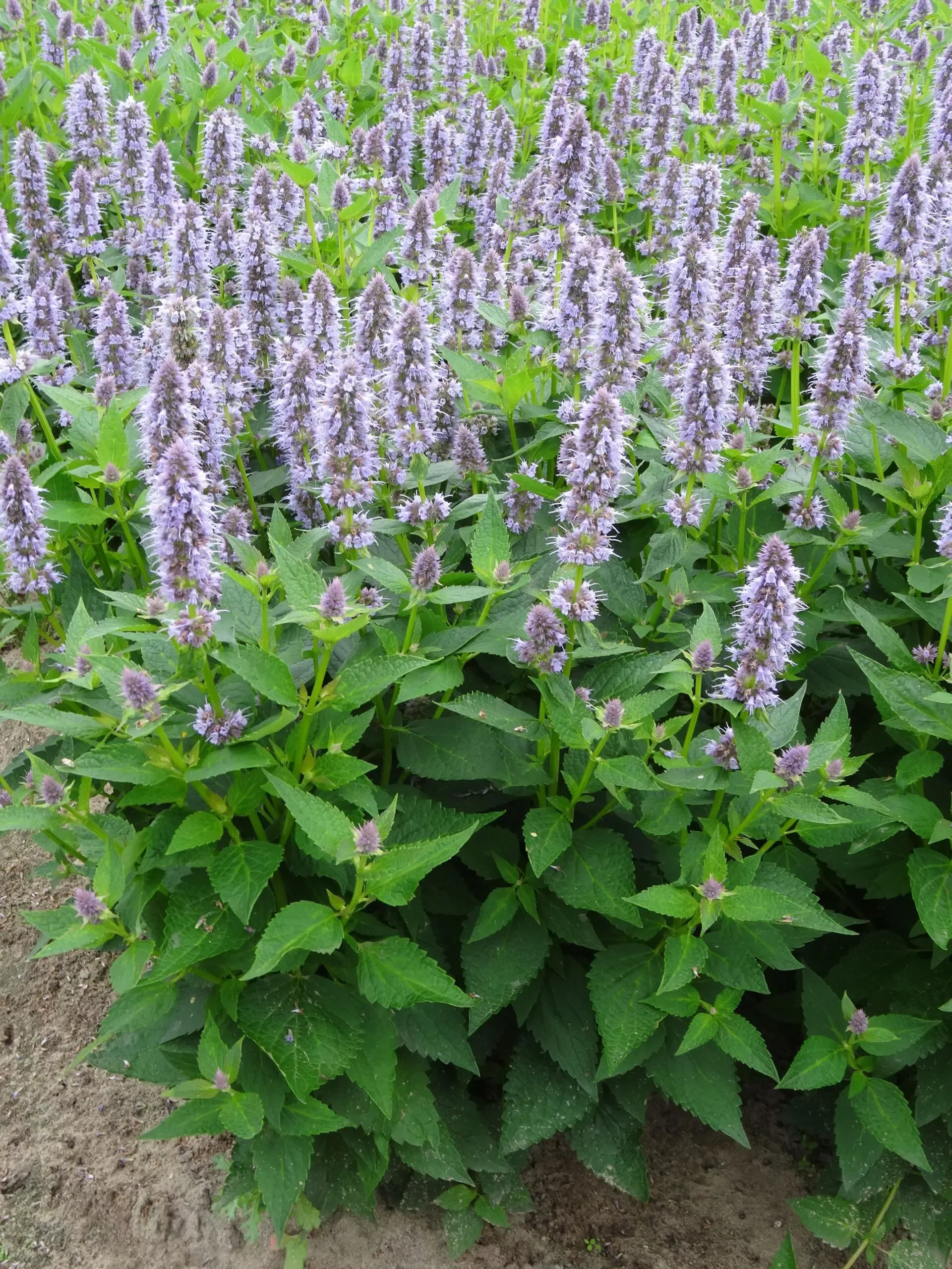 Blue Fortune Anise
