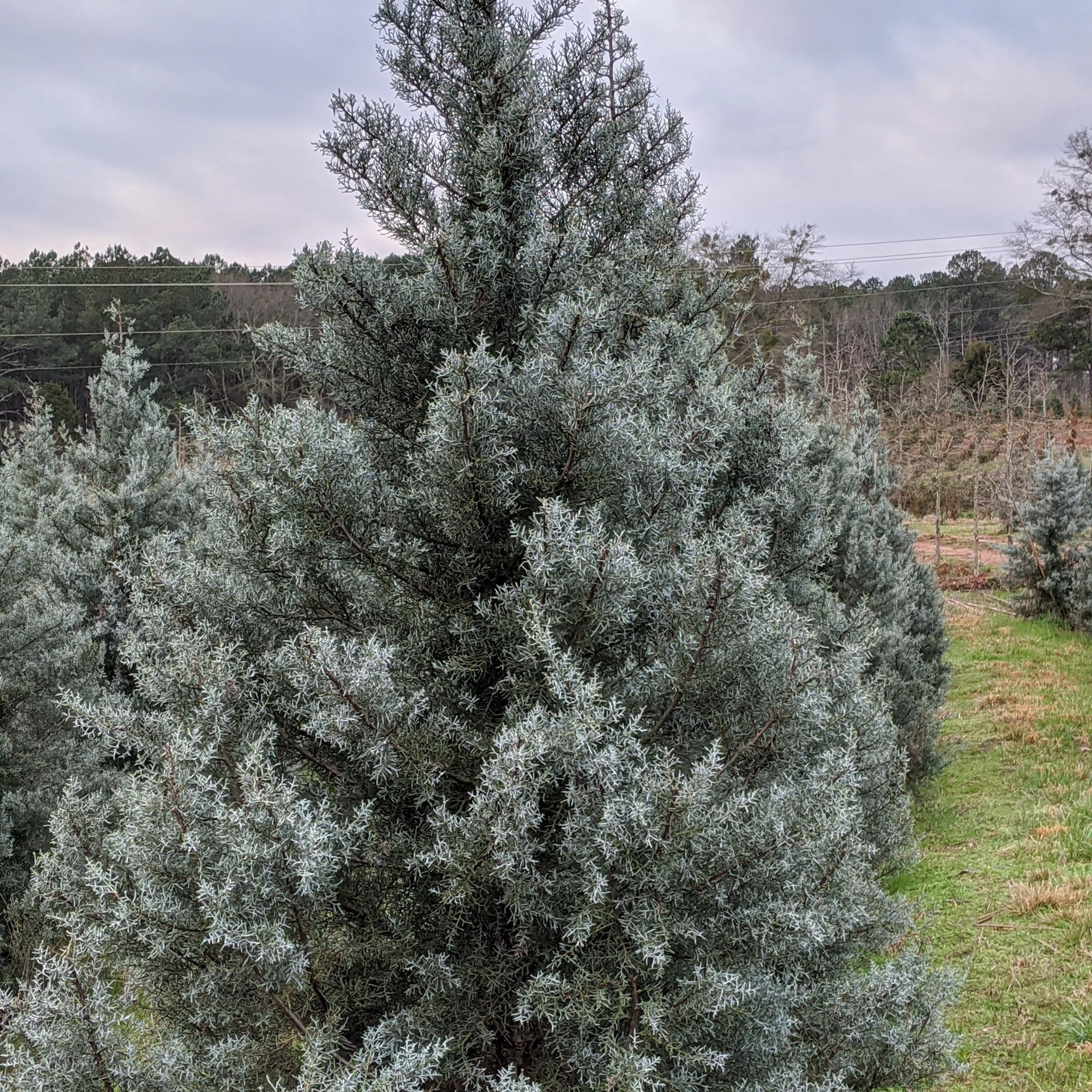 Blue Ice Arizona Cypress