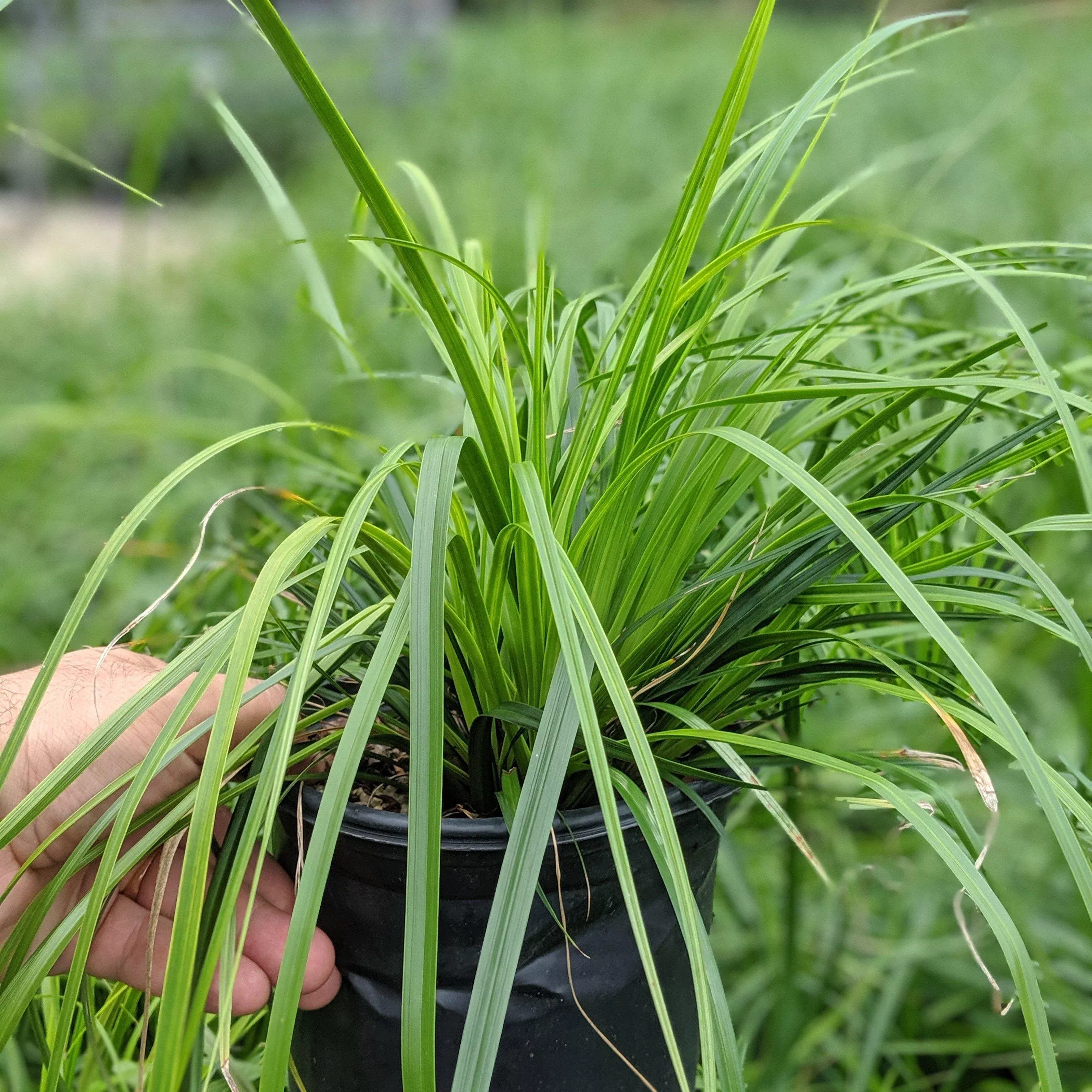 Blue Ice Sedge