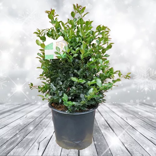 Blue Maid Holly - Holiday
