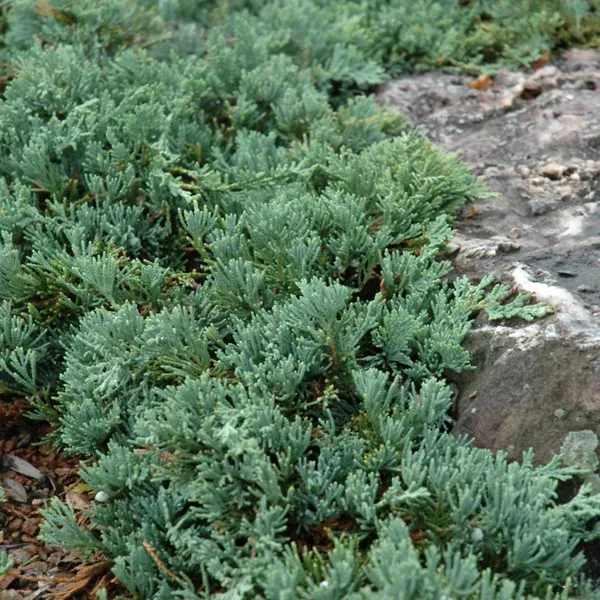 Blue Rug Juniper # 3 Container