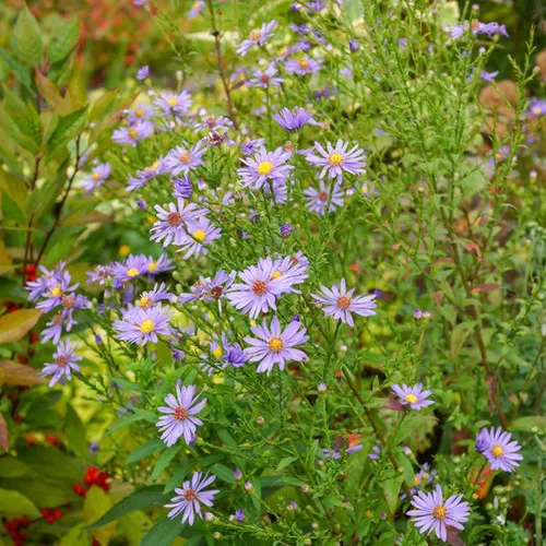 Bluebird Smooth Aster