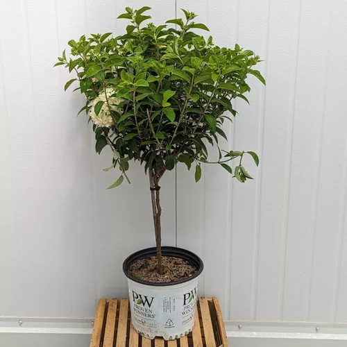 Bobo Hydrangea Tree