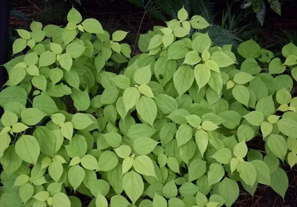 Boehmeria nivea 'Glow Light'