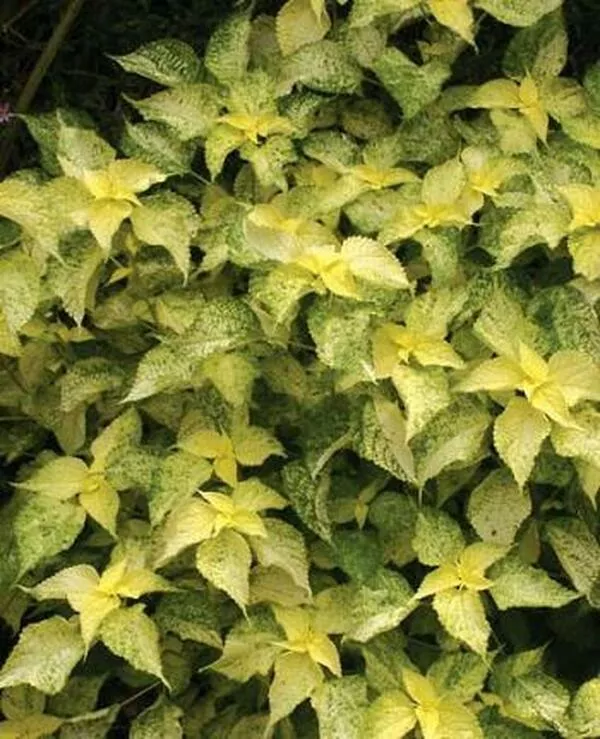Boehmeria nivea 'Kogane Mushi'