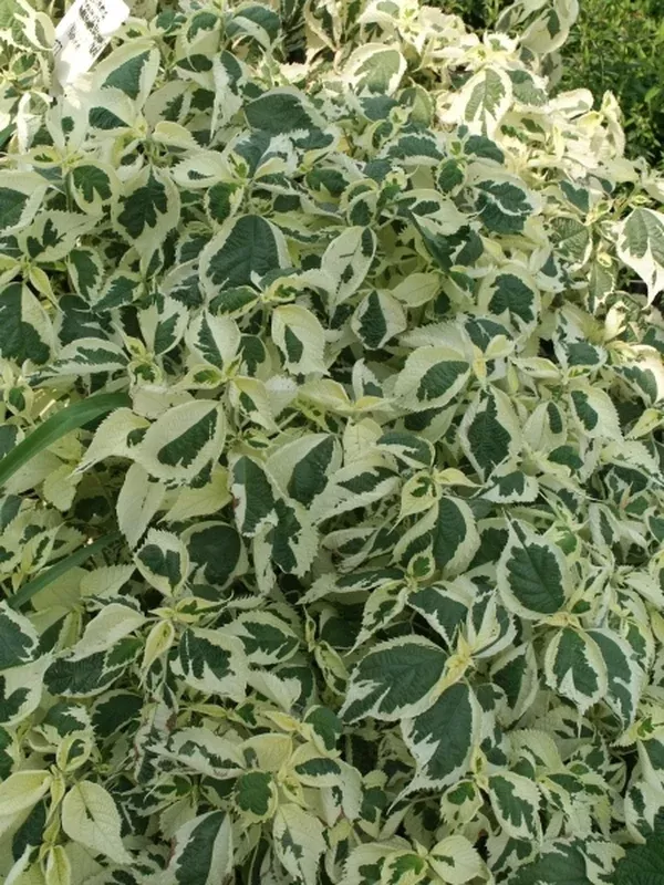 Boehmeria nivea 'Nichirin'