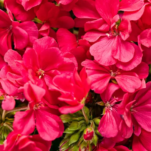 Boldly Hot Pink Geranium