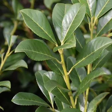 Bonaparte Cherry Laurel