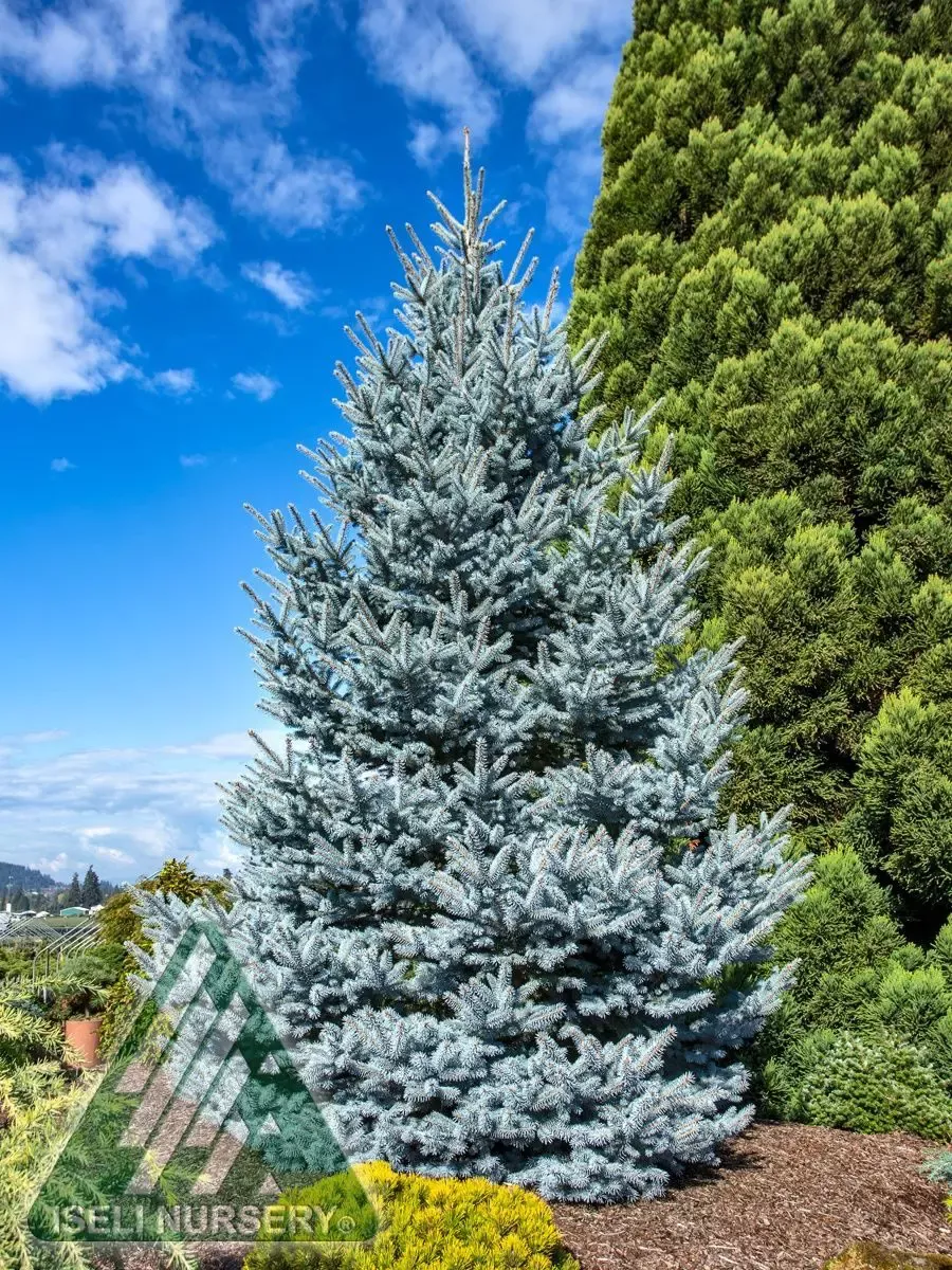 Bonny Blue Colorado Spruce