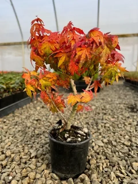 Bonsai Mini Maple