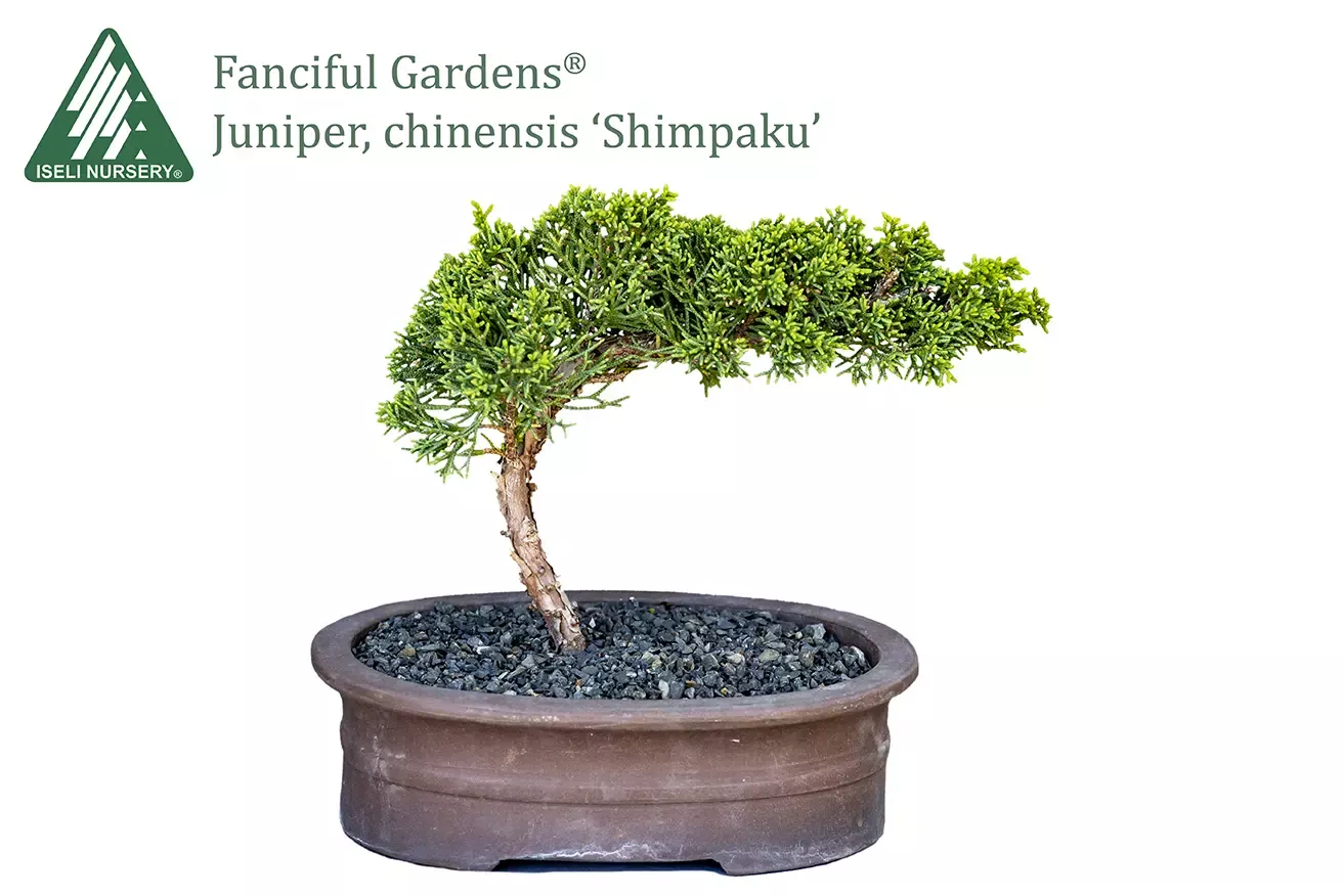 Bonsai Shimpaku Chinese Juniper
