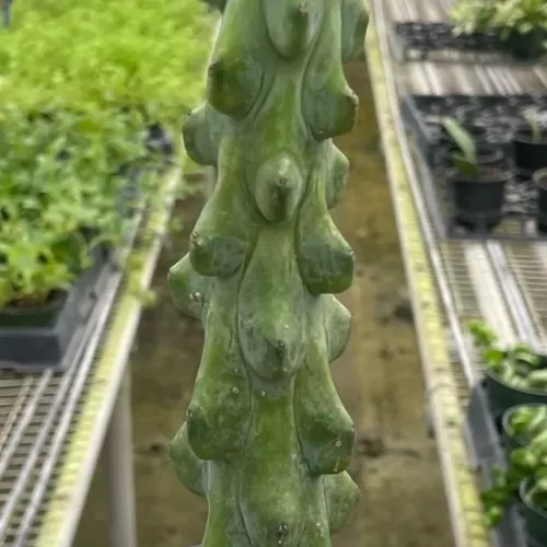 Boobie Cactus