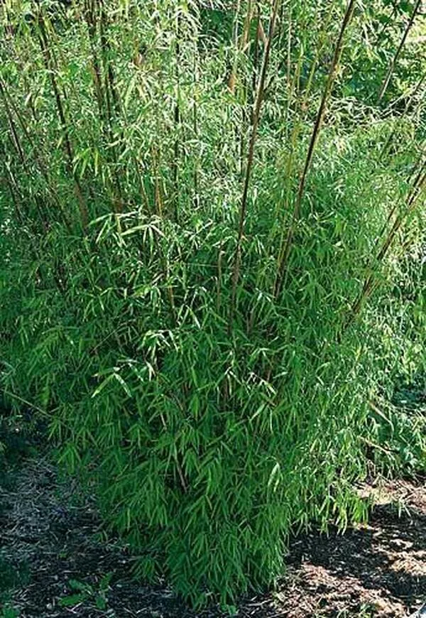 Borinda angustissima