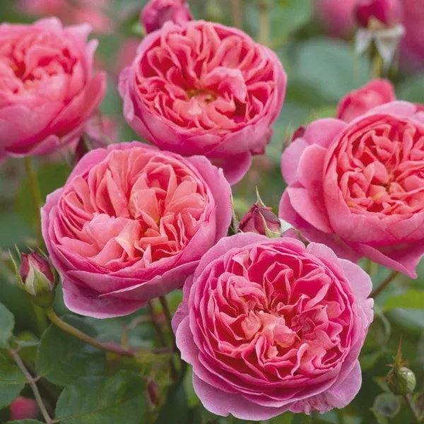 BoscobelDavid Austin Rose