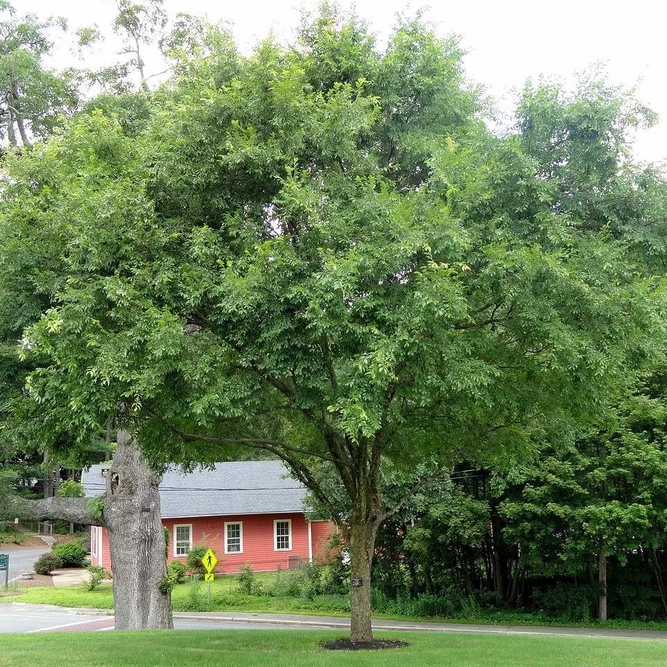 Bosque Laceleaf Elm